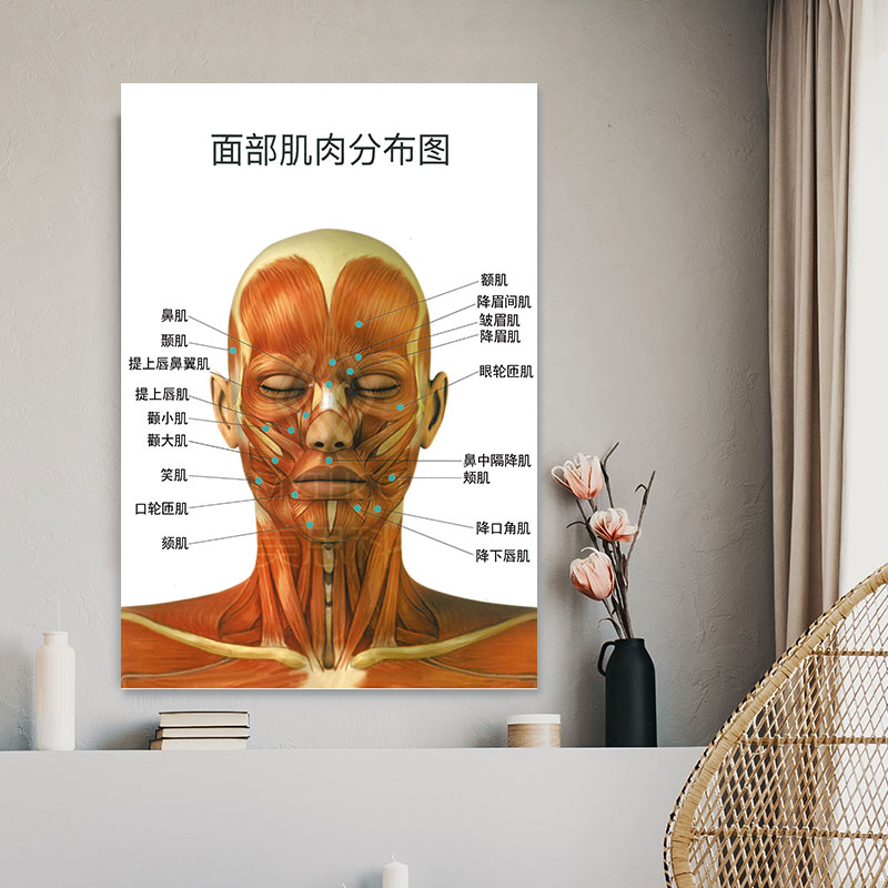 面部肌肉分布图海报相纸KT板挂画美容微整形从业辅助参考图墙贴画