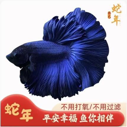 【爆款】泰国斗鱼观赏鱼半月婚纱仙女款热带小宠物好养耐活斗鱼