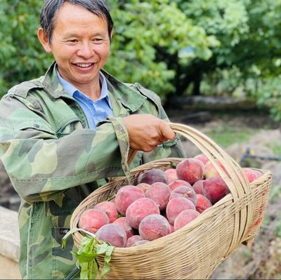 脆甜攀枝花黑美人鹰嘴桃鹰嘴桃