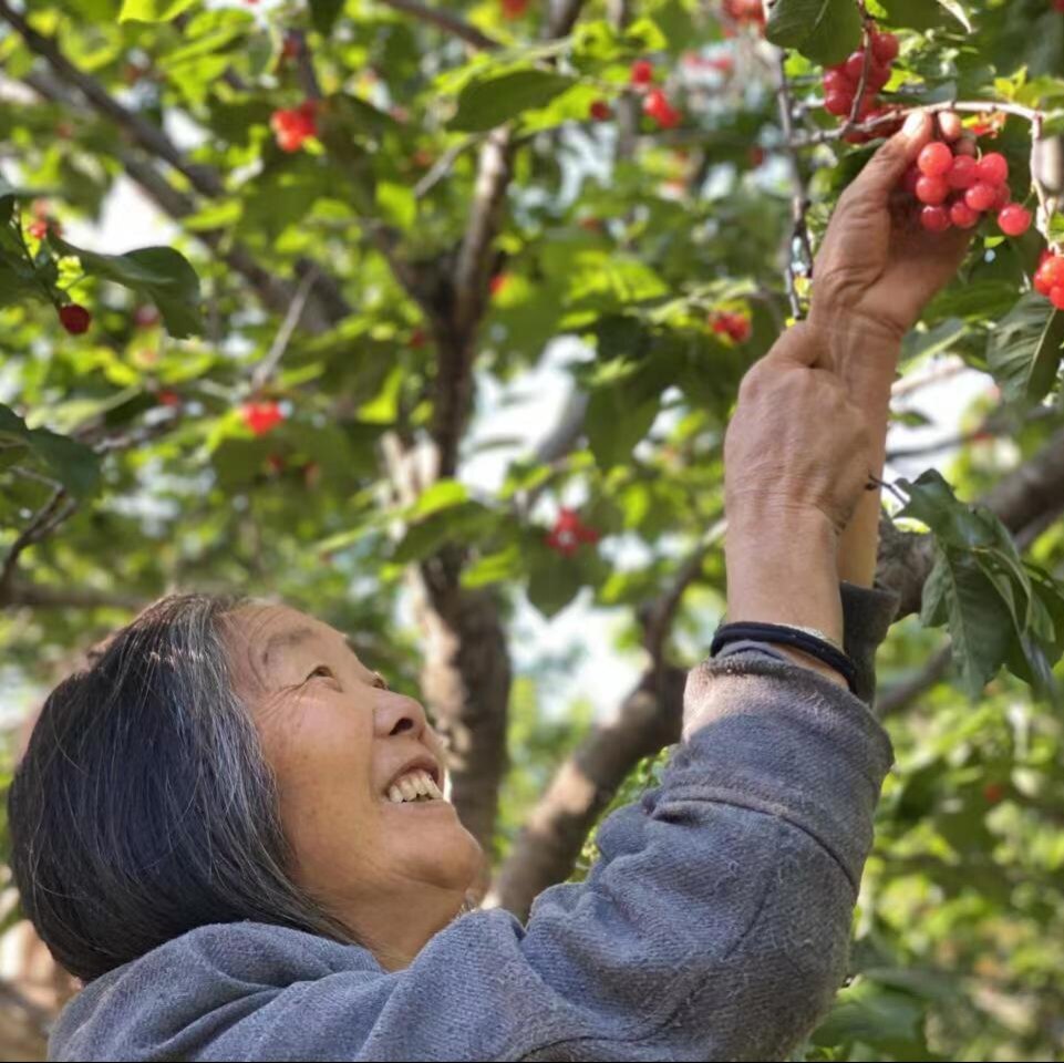 现摘新鲜四川小樱桃米易黄草小樱车厘子/樱桃