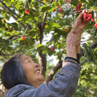 现摘新鲜四川小樱桃米易黄草小樱桃孕妇当季水果四川樱桃顺丰空运