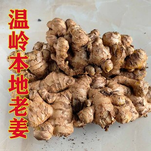 温岭本地生姜新鲜老姜小姜姜块食用散装榨姜汁姜炒米浙江台州特产