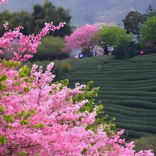 同名多类授权商标珠宝化妆品印刷出版物教育图书乐器品牌授权租赁