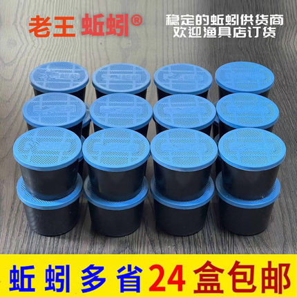 盒装蚯蚓多省24盒包邮包活牛粪钓鱼垂钓红蚯蚓鱼饵大号蚯蚓鲜活饵