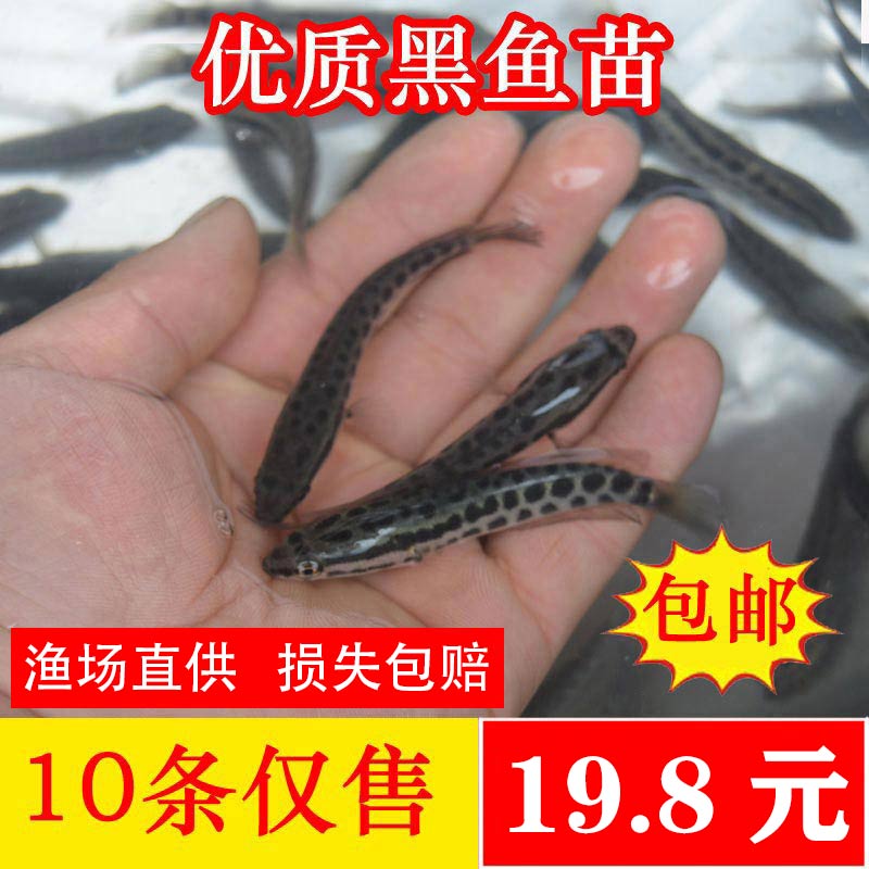 黑鱼苗活体贵州淡水乌鱼苗包邮特价观赏鱼财鱼苗放生鱼苗黑鱼鱼苗