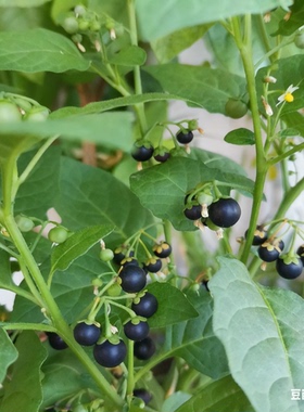 [野生龙葵.自然养生]黑天天干草段原生态草本好物