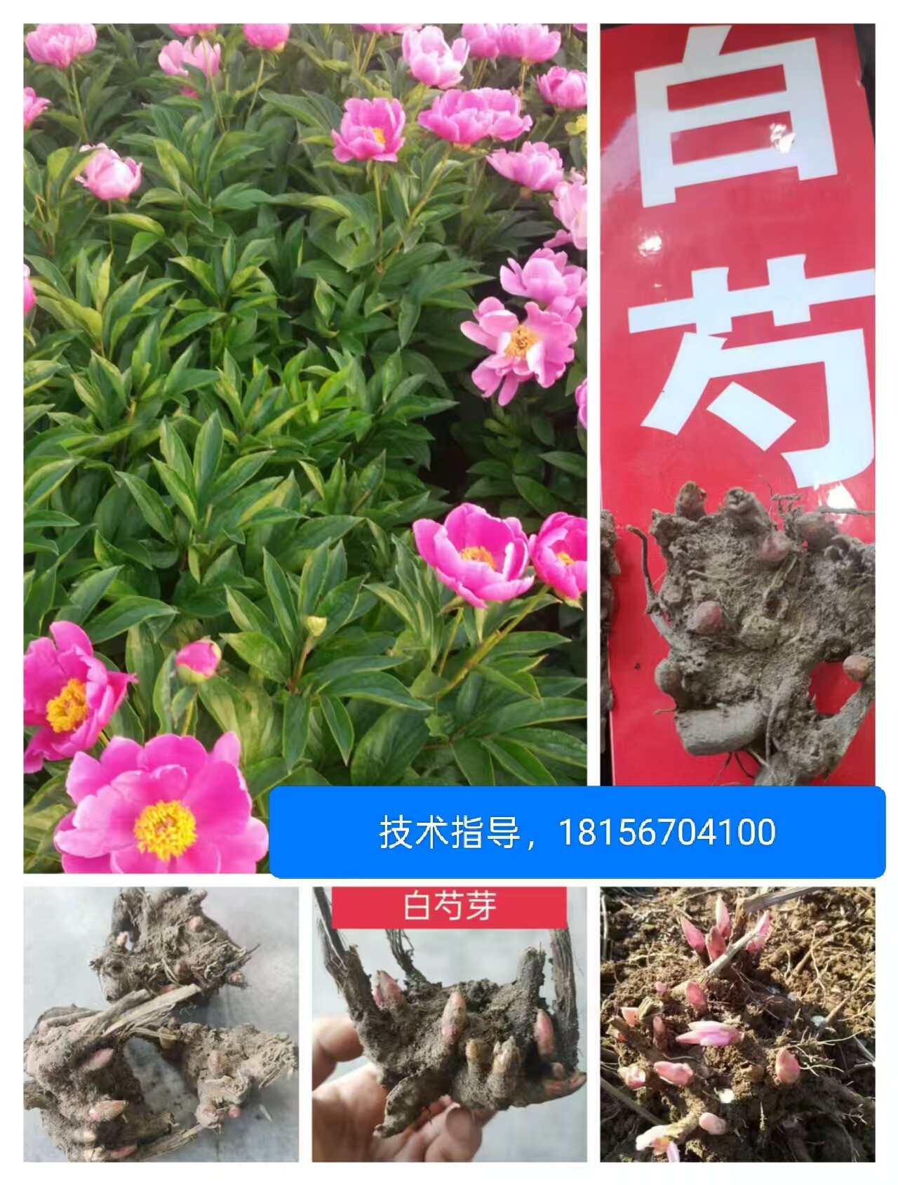 白芍芽头药用白芍种芽中药材