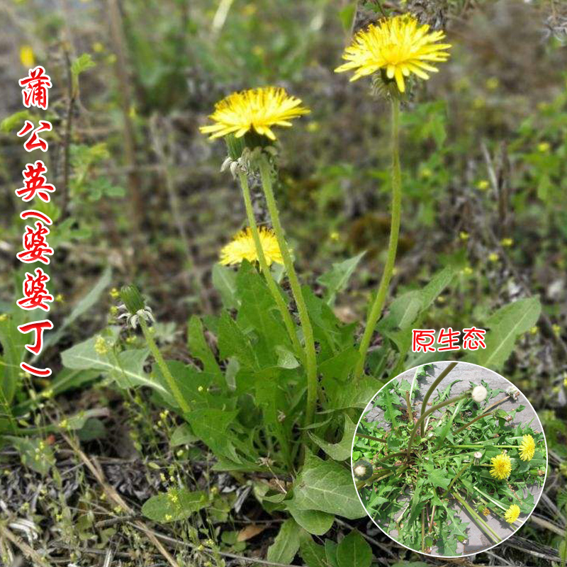蒲公英种子婆婆丁种籽青菜多年生春夏秋冬四季阳台盆栽蔬菜孑包邮
