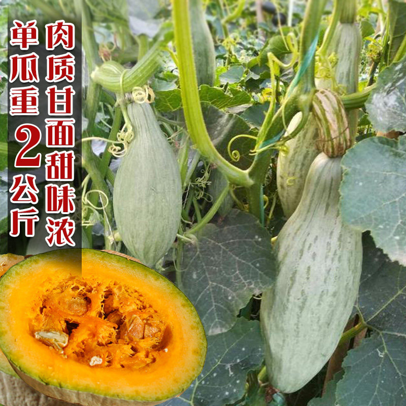新疆贵族南瓜种籽板栗牛腿瓜种子春夏秋冬四季阳台盆栽蔬菜孑包邮