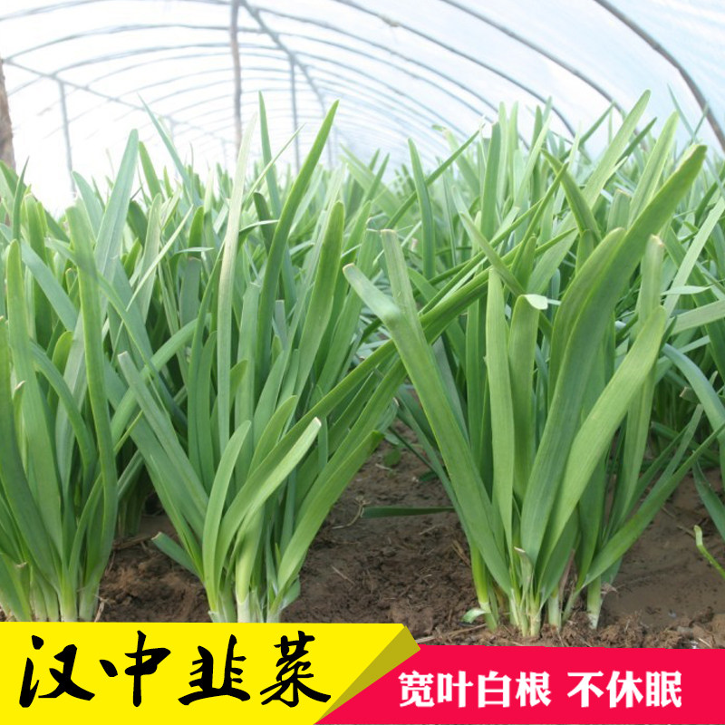 蔬菜四季阳台盆栽韭菜种子包邮