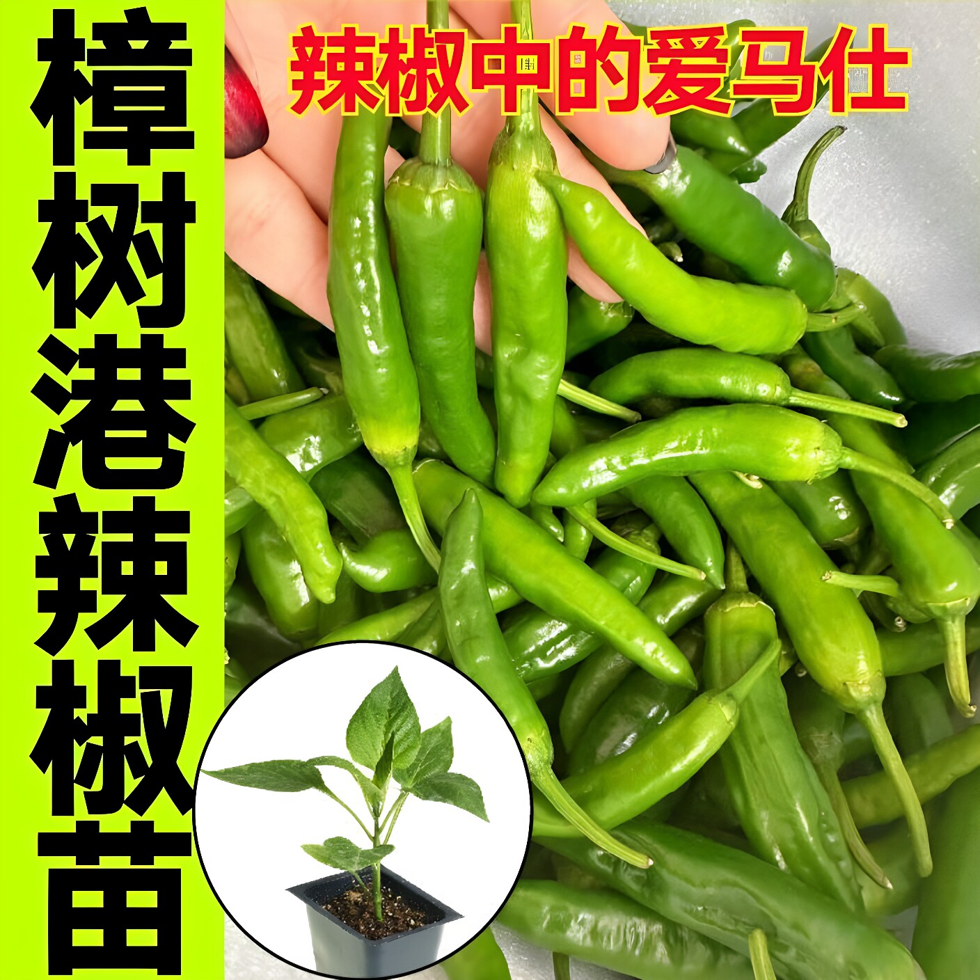 樟树港辣椒苗带土球香辣高产图片