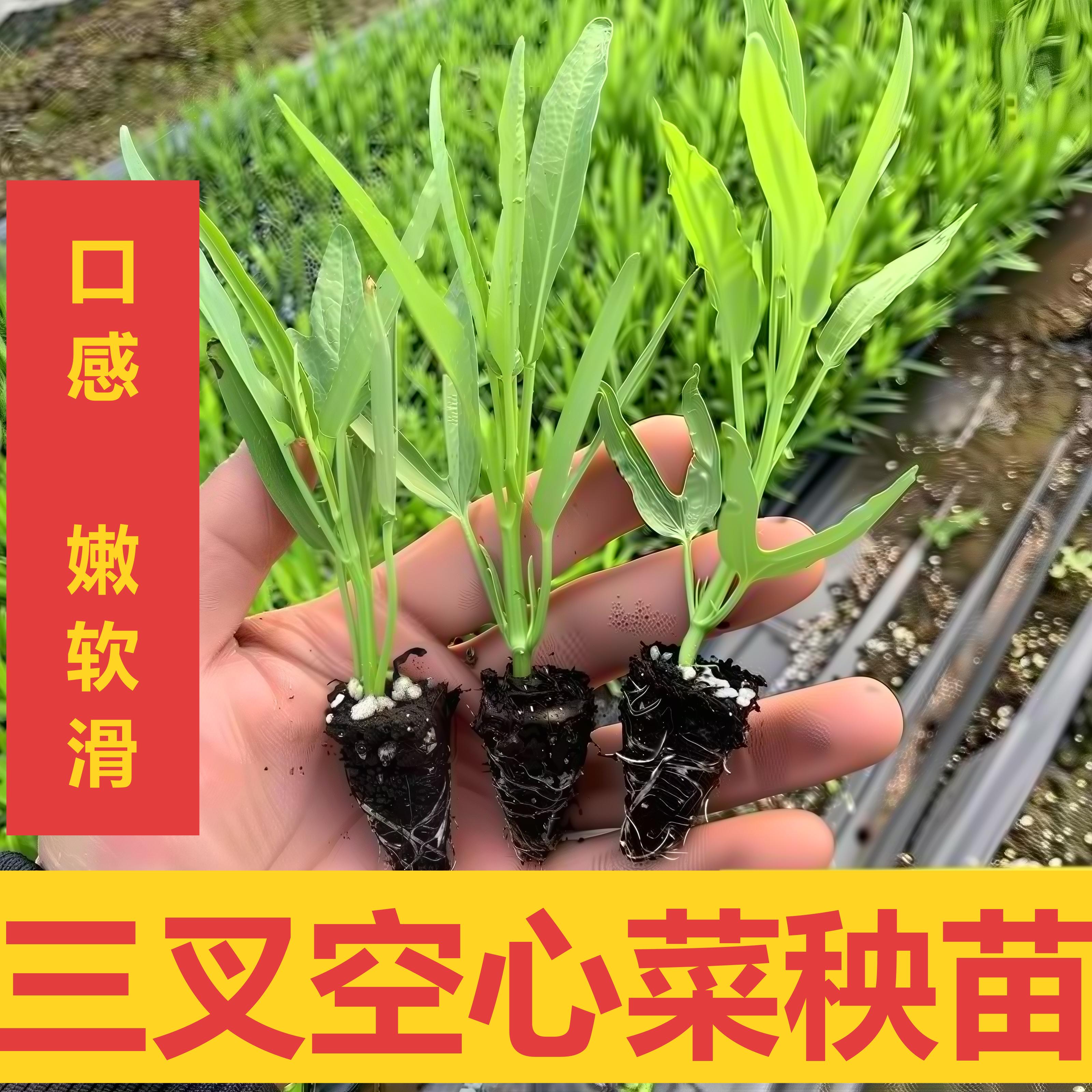 空心菜种苗播高产98%纯度