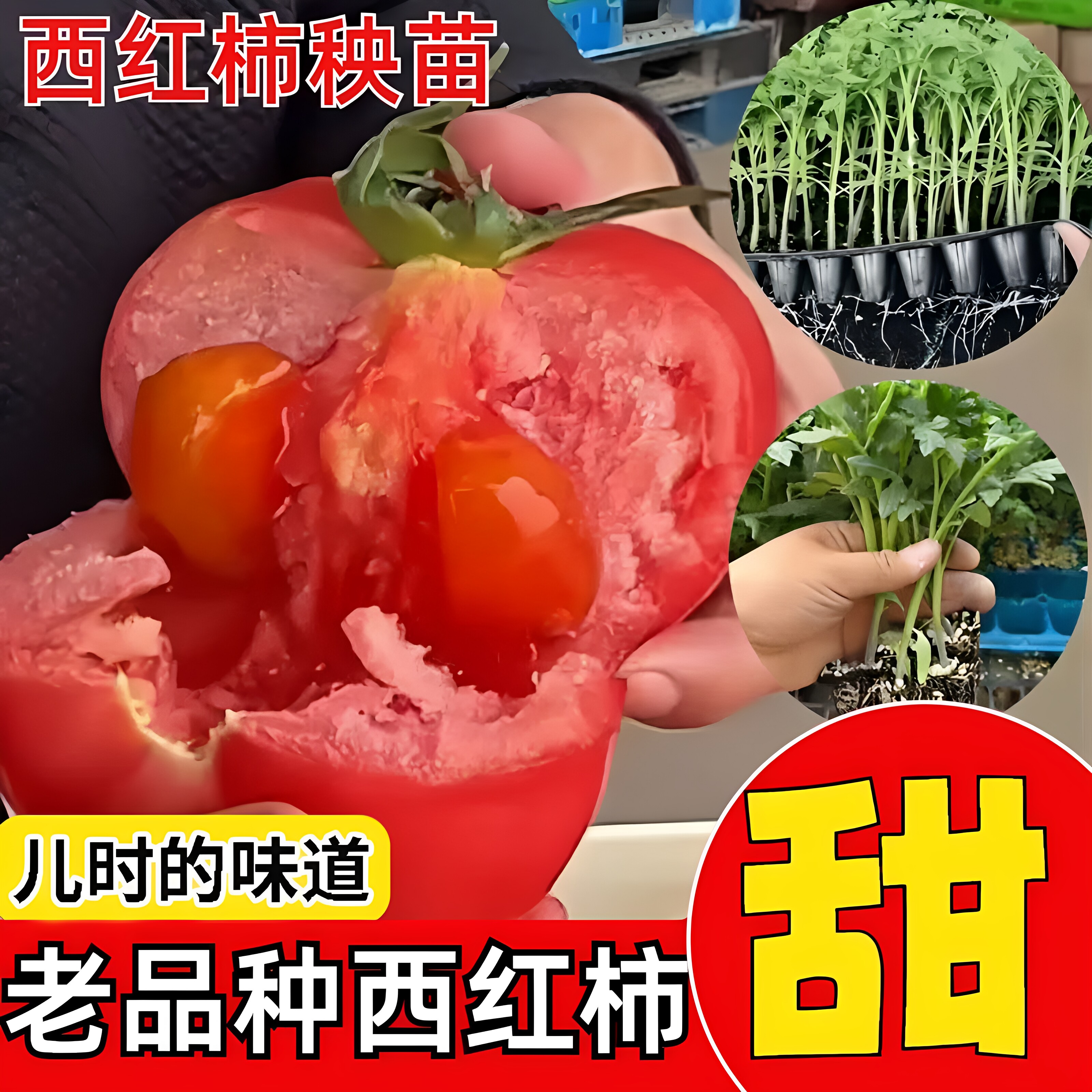 老品种沙瓤大粉西红柿苗高产盆栽