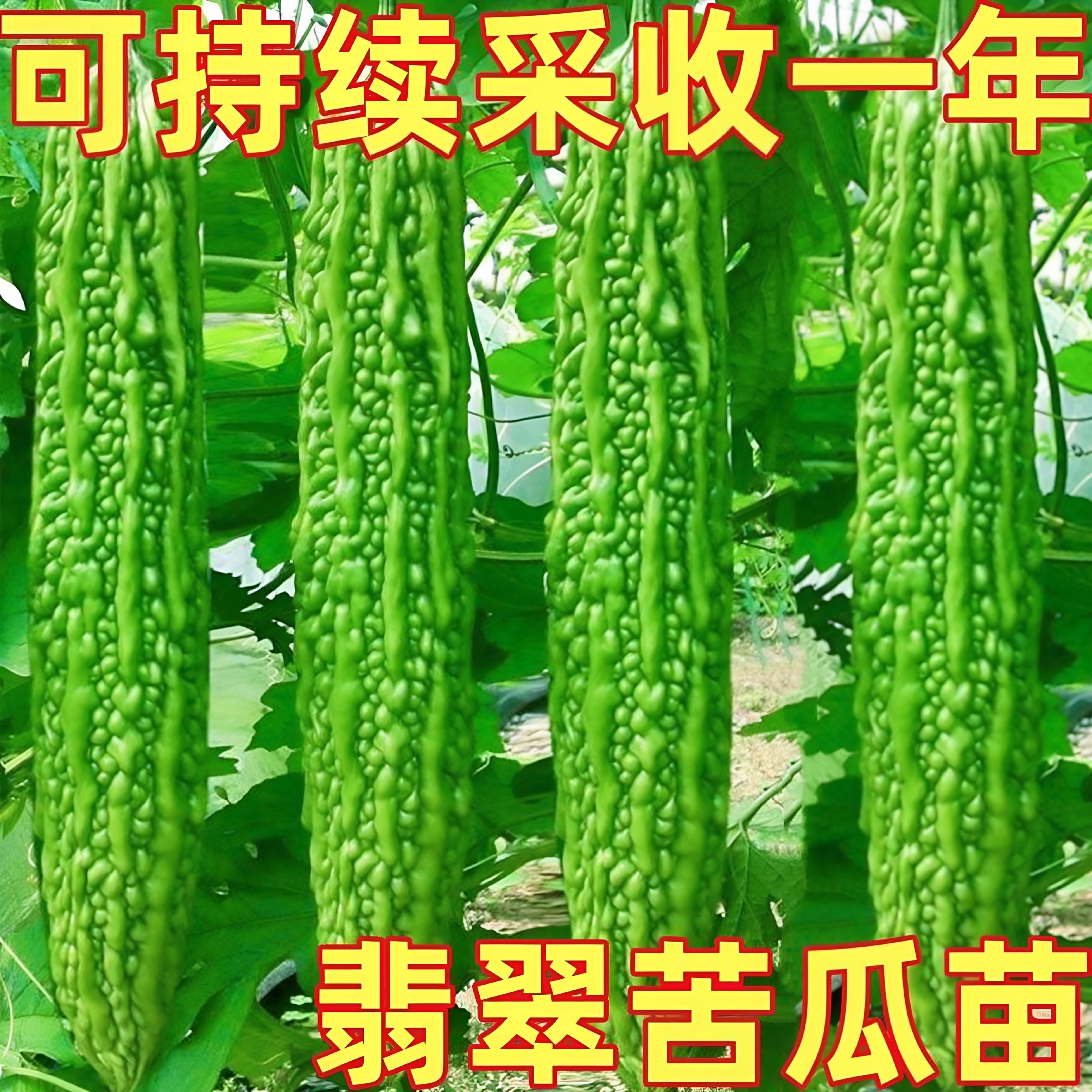 长绿苦瓜苗秧苗四季阳台季庭院阳蔬菜种子/种苗
