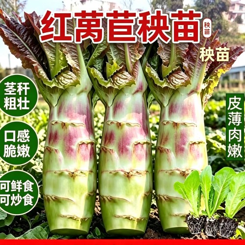 红莴苣秧苗红叶红皮莴笋苗红皮绿肉耐寒脆嫩基地现挖秋冬蔬菜幼苗