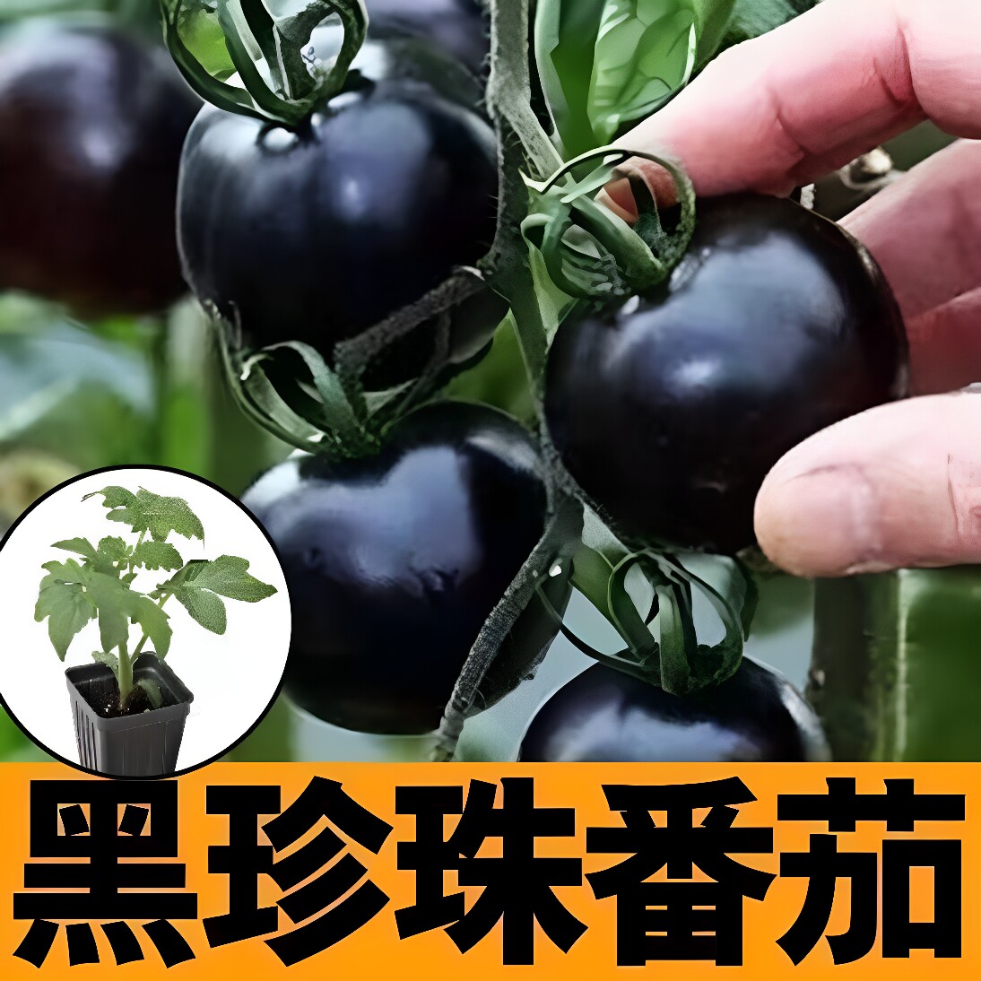 黑珍珠番茄苗茄种子黑西红柿种籽四季阳台盆栽圣女果苗水果种孑