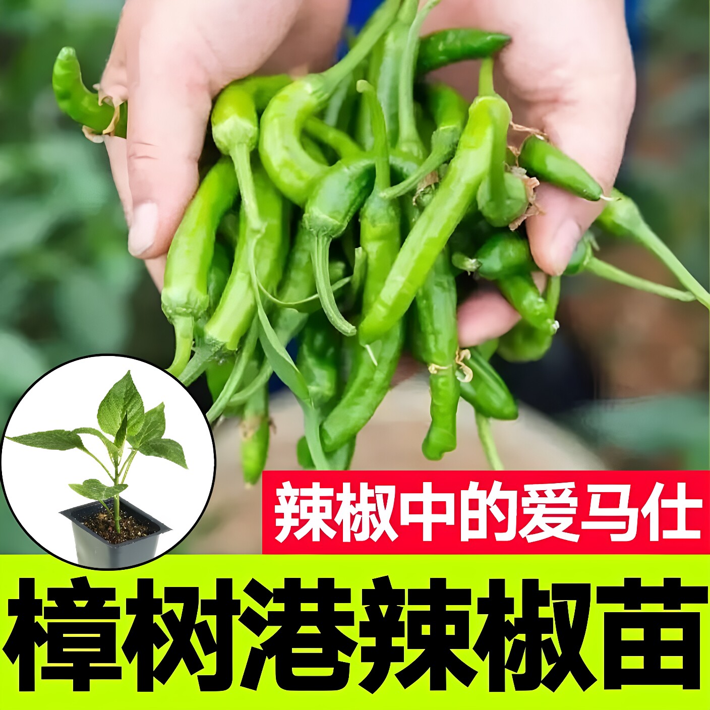 樟树港正宗香辣辣椒苗盆栽图片