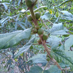 云南下山五指毛桃10年老根农家现挖现晒