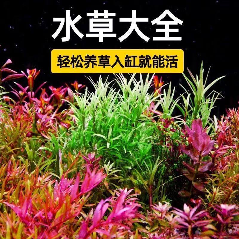 增氧水草植物火山石真草造景鱼缸水草新懒人装饰造景净化水质生态