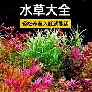 增氧水草植物火山石真草造景鱼缸水草新懒人装饰造景净化水质生态