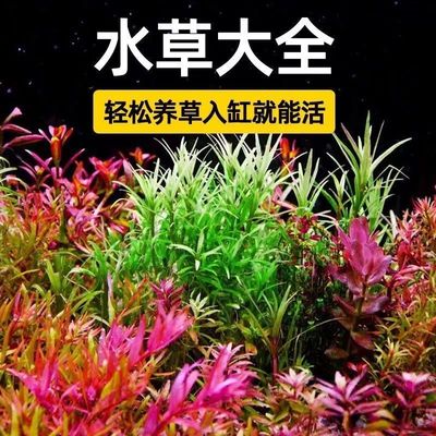 增氧水草植物火山石真草造景鱼缸水草新懒人装饰造景净化水质生态