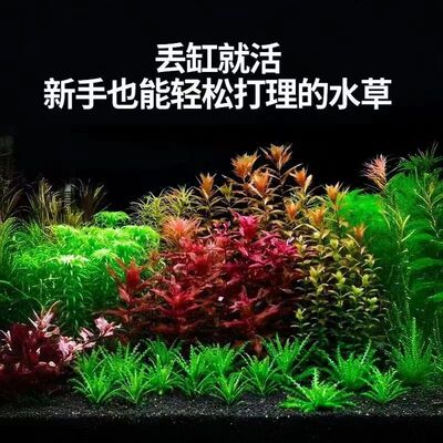 火山石真草造景鱼缸水草新懒人装饰造景净化水质生态增氧水草植物