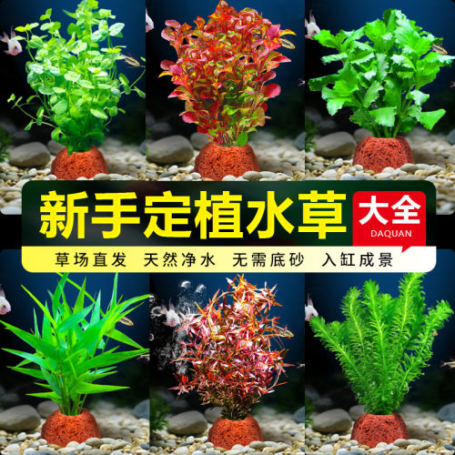 植物净化水质火山石真草造景鱼缸水草新懒人装饰造景生态增氧水草