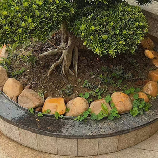 纯黄大石头天然圆润石头黄蜡石水池围边花坛围边庭院装饰点缀园林