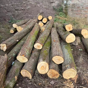 油柏扁柏侧柏崖柏柏木原木木料棺木寿木材料红心柏木高油性香柏木