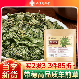 同仁堂车前草可搭车前草袋泡茶中药材新鲜干货车前草