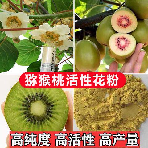 猕猴桃雄花粉猕猴桃花粉高活性人工授粉雄树花粉高产量猕猴桃公树