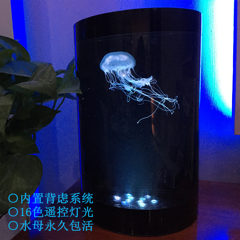 海月大西洋情人节生日礼物水母