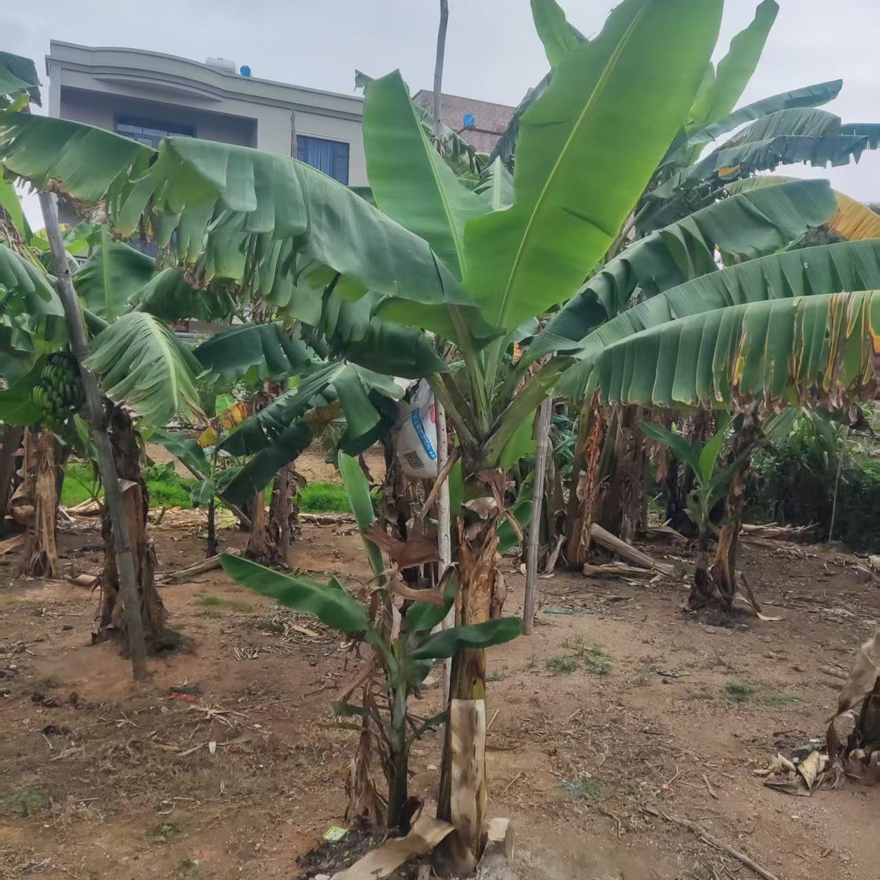 庭院芭蕉树绿植盆栽大叶芭蕉苗
