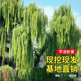 垂柳树苗庭院绿植四季种植工程绿化风景大树常青秋冬耐寒行道乔木
