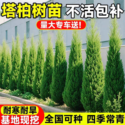 松柏树苗 龙柏苗 大树带土 塔柏侧柏圆柏宝塔松 柏树基地