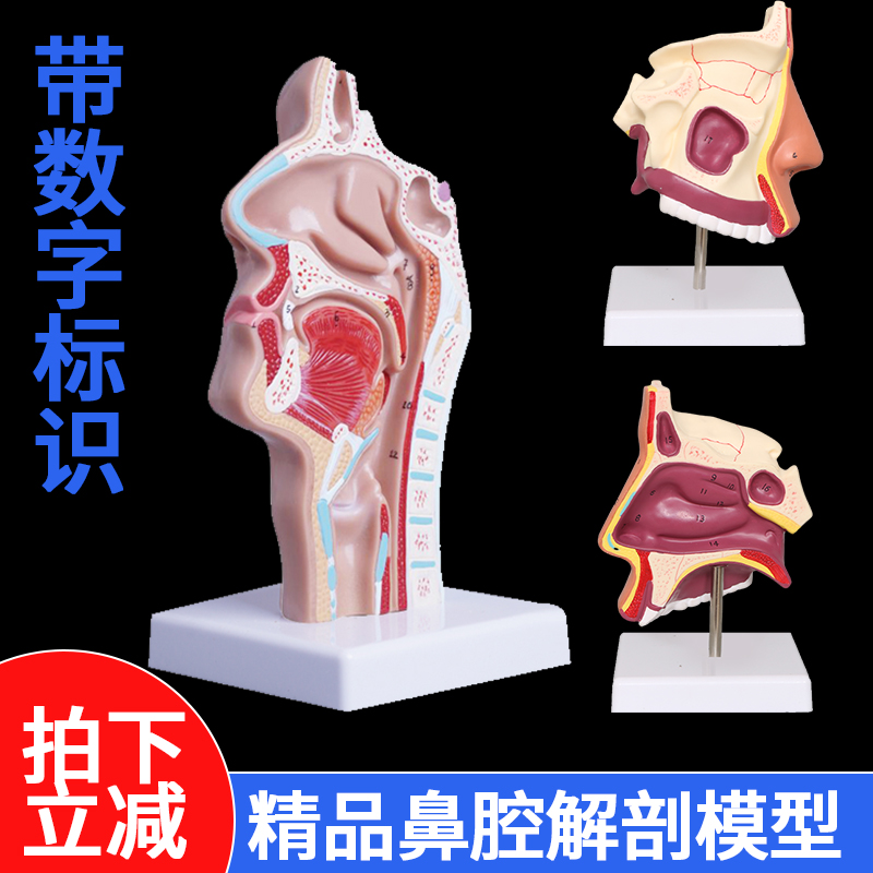 鼻腔解剖模型 人体耳鼻喉科医学教学模型 鼻子口腔鼻部结构组织