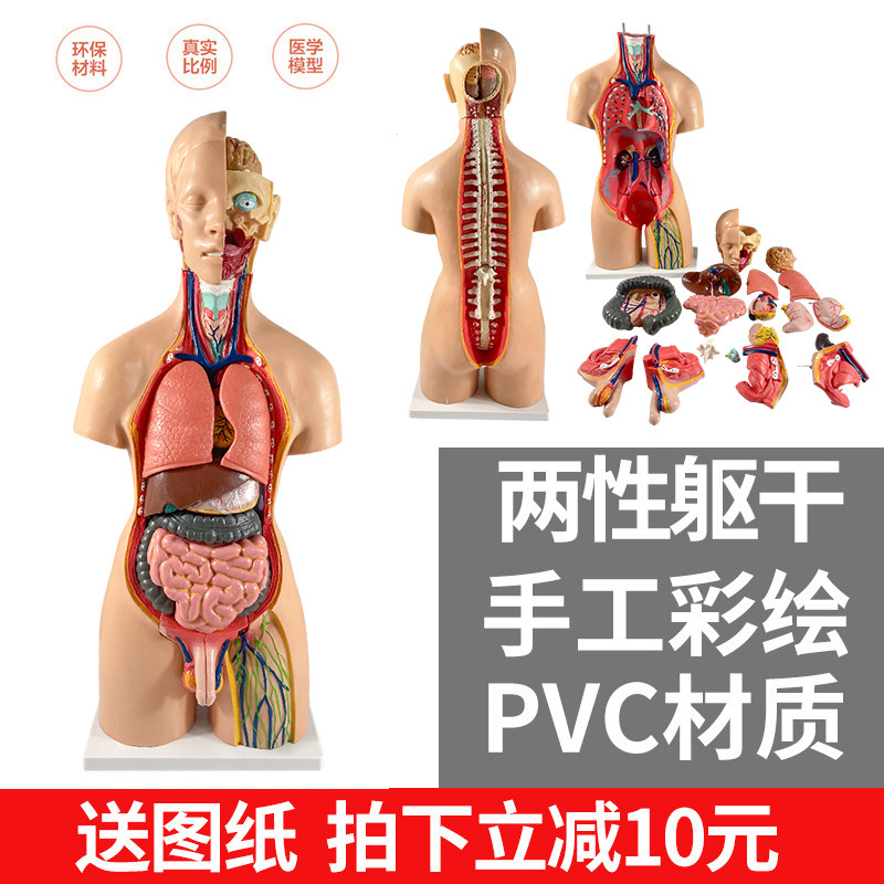 人体模型解剖心脏大脑结构