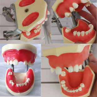 牙科种植模型上下缺失练习切开种植上颌窦提升术缝合仿骨质牙齿牙