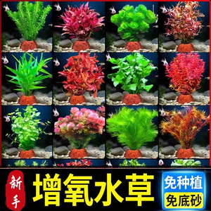懒人装饰鱼缸新型摆件水草植物造景净化水质火山制氧水草鱼缸专用