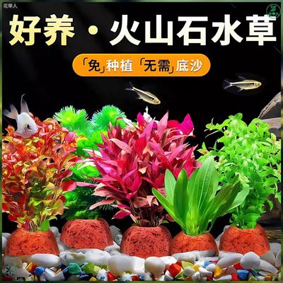 绿植水草植物鱼缸真草造景生态全套摆件养鱼增氧铺底阴性水培净化