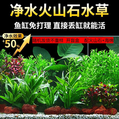 火山石鱼缸真水草红宫廷水草蜈蚣草羽毛净化水质懒人增氧装饰造景