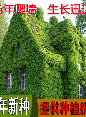 爬山虎种子绿色四季常青种籽三叶地锦爬墙虎苗攀爬藤植物室外护坡