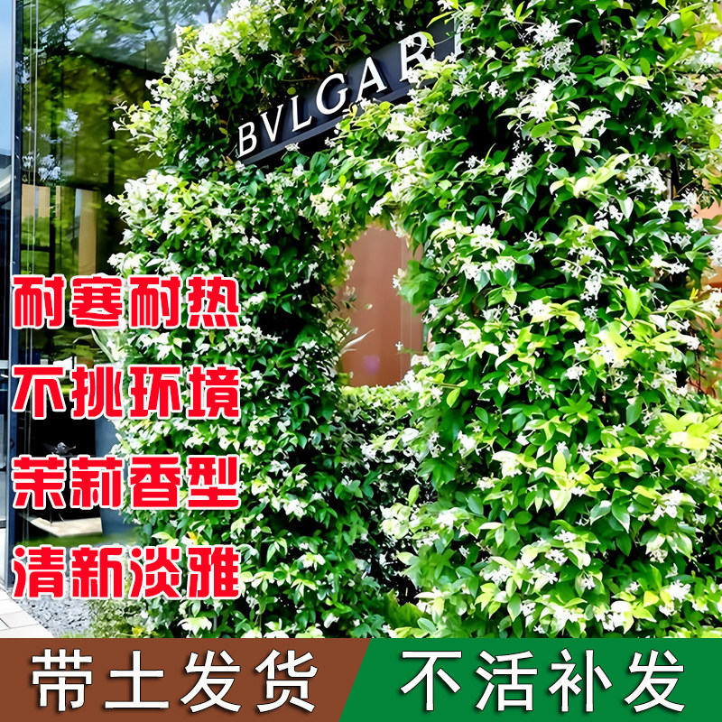 风车茉莉大苗老桩爬藤植物常青开花阳台藤蔓花卉粉色意大利络石藤