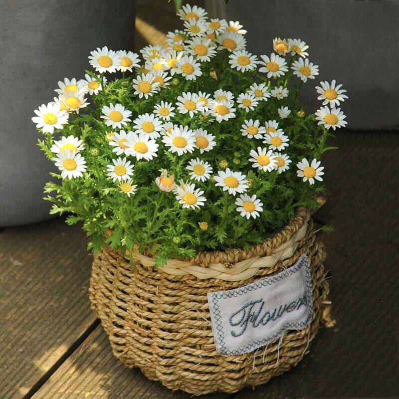 小雏菊花种籽子四季开花多年生易种活爆盆栽苗玛格丽特白晶菊种子