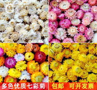 真干菊花 七彩雏菊麦秆菊幼儿园手工DIY立体干花画花团扇材料