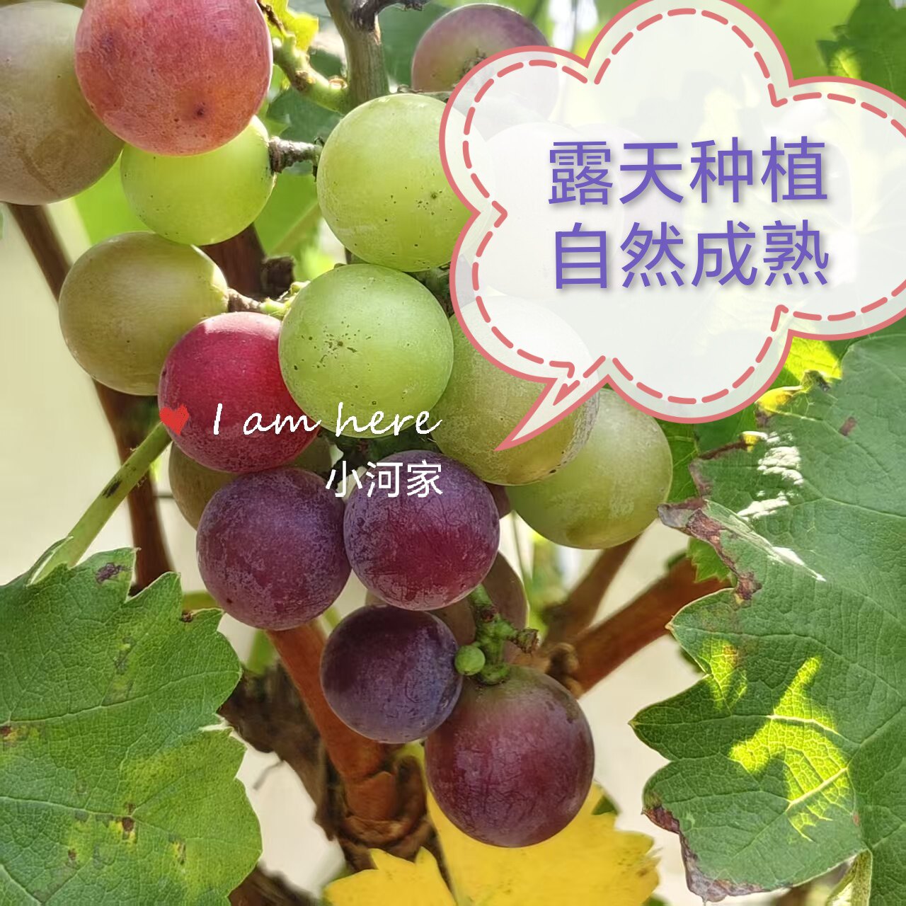 新鲜现摘巨峰葡萄自然成熟有籽葡萄应季孕妇水果酸甜口空运冷链