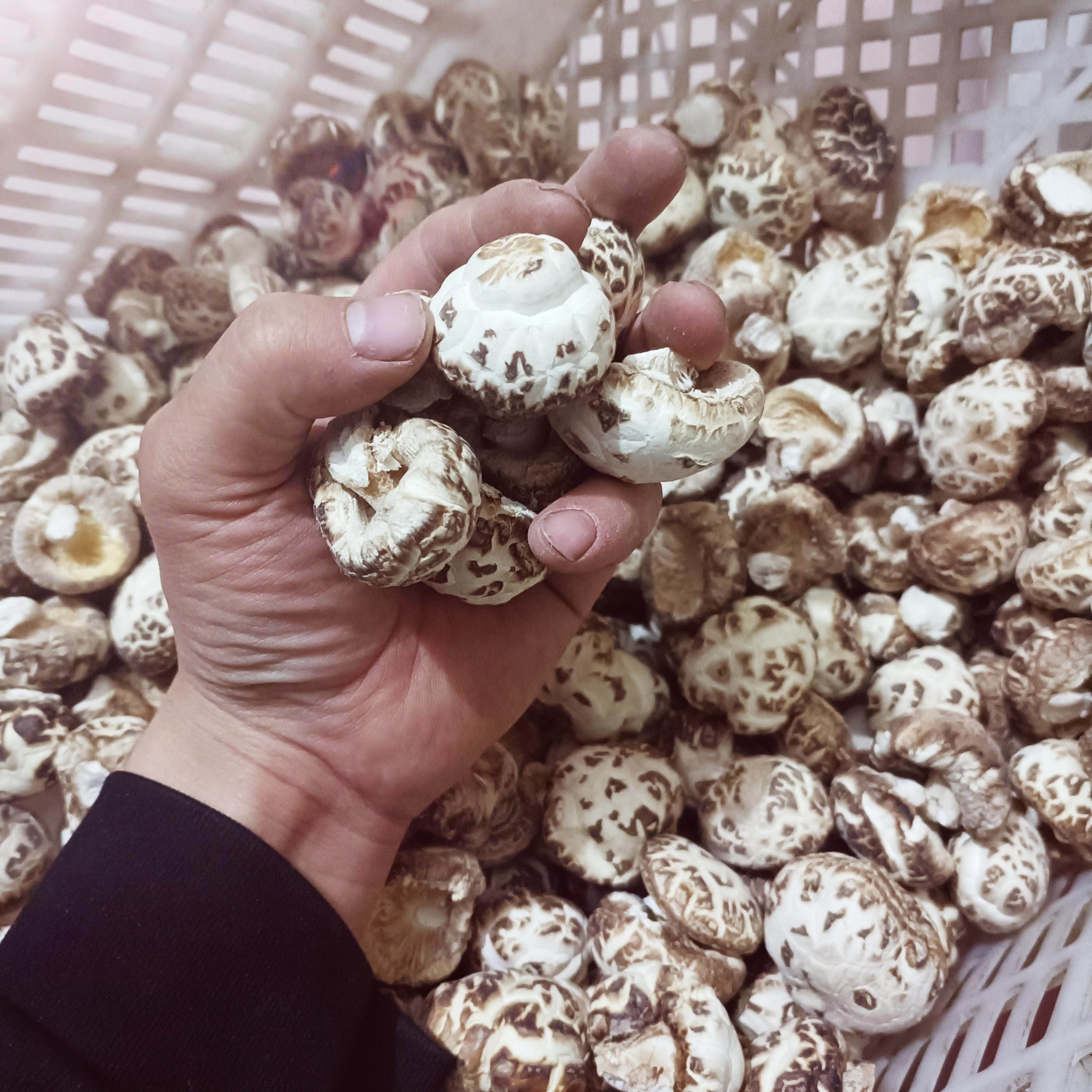 原产地椴木花菇干货绿色火锅食材