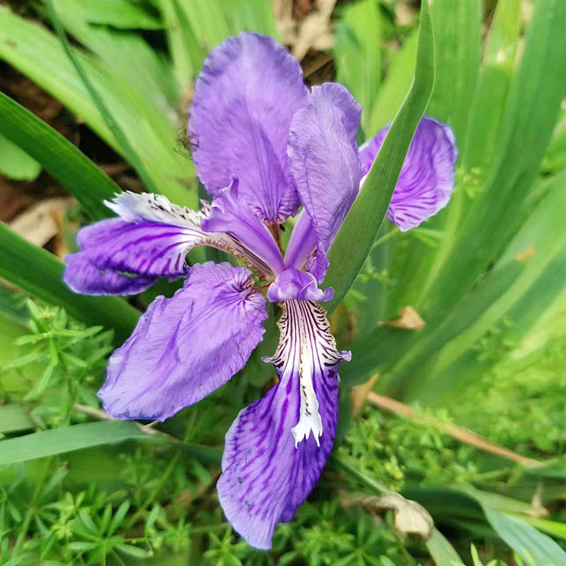 扁竹叶蝴蝶花紫鸢尾花多年生花苗盆栽地栽庭院阳台花卉10棵包邮