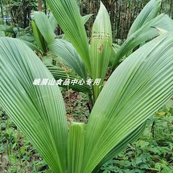 叶儿粑新鲜粑叶四川乐山特产大叶仙茅船叶猪鸭儿粑叶5斤/份包邮