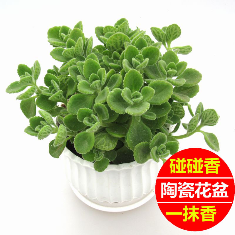 碰碰香盆栽一抹香室内净化空气绿植阳台桌面多肉老桩驱蚊香草植物